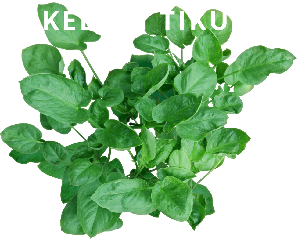 Keladi tikus