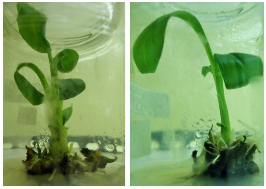 In vitro culture of banana plant