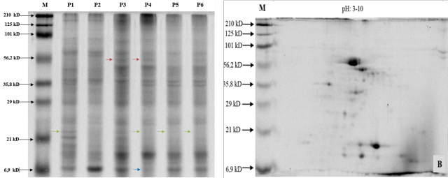 2D PAGE had identified that 13 protein spots were up-regulated and 9 spots were down-regulated in M6/2 plants compared to control