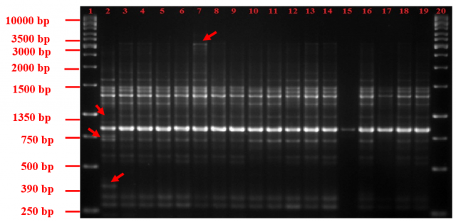 RAPD profile of mutant clones amplified with OPB-18 primer 